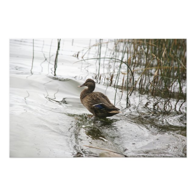 Graue Ente im Dunkeln des Sees Fotodruck (Vorne)