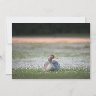 Graue Gänsehaut-Natur-Fotokarte