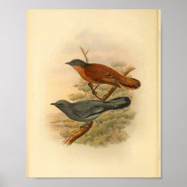 Graue Gesichtspucko Shrike Bird Vintag Print Poster (Vorne)