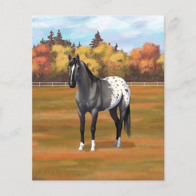 Graue Grulla Appaloosa Vierter Stallion (Vorderseite)