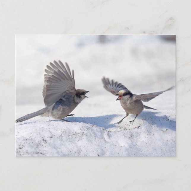 Graue Jay 9737 Postkarte (Vorderseite)