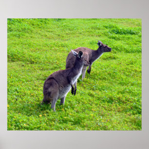 Graue Kangaroos auf grünem Gras, Poster