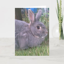 Graue Kaninchen-Grüße-Karte. Das Angebot an Verans Karte