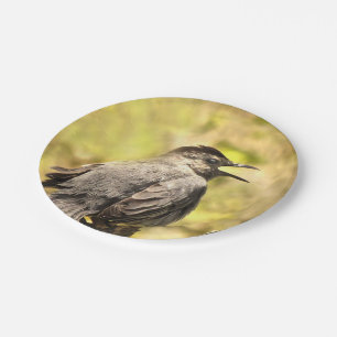 Graue Katvogel singt seine Songs Papier Plate Pappteller