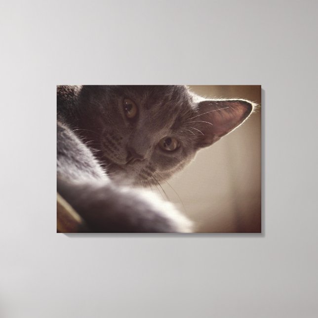 "Graue Katze" auf gestreckter Leinwand (Vorderseite)