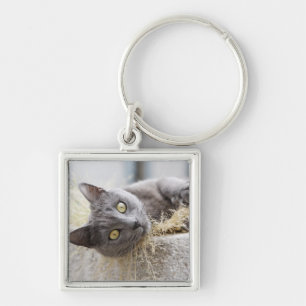 Graue Katze, die im Topf, Olargues, Herault, Schlüsselanhänger