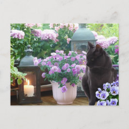 Graue Katze im Garten Postkarte