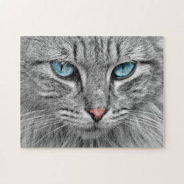Graue Katze mit blauen Augen