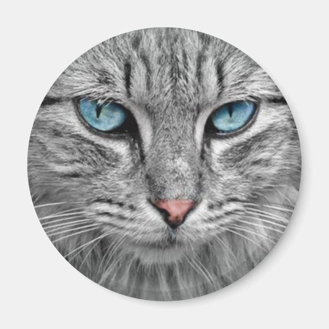 Graue Katze mit blauen Augen Magnet (Vorne)