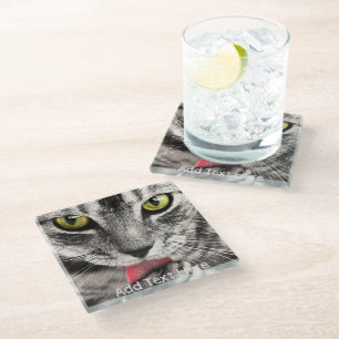 Graue Katze mit gelben Augen leckende Paste Glasuntersetzer