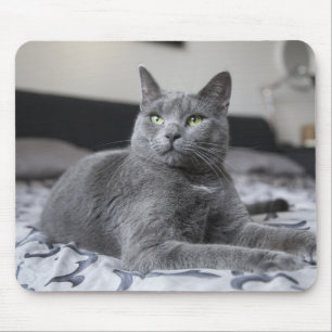 Graue Katze mit grüne Augen-Mäusematte Mousepad