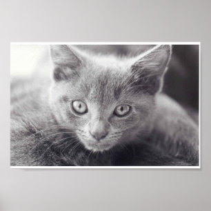 Graue Katze Poster