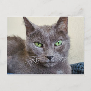 Graue Katze Postkarte