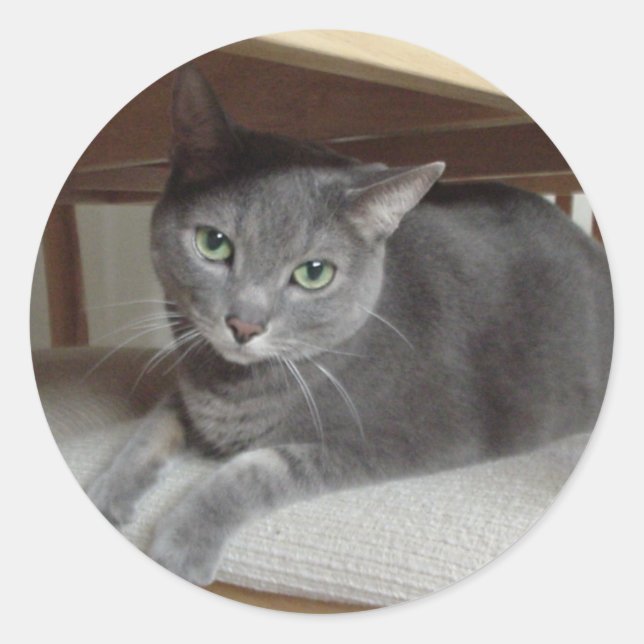 Graue Katze/Russisch Blau Runder Aufkleber (Vorderseite)