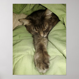 Graue Katze Schlafen in einer grünen Lücke Poster