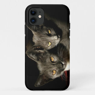 Graue Katzen Foto iPhone SE + iPhone 5/5S Fall Case-Mate iPhone Hülle