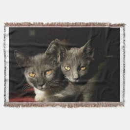 Graue Katzen Foto Kruge Klatsche Decke