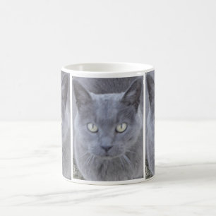 Graue Katzen-Gesichts-Nahaufnahme Kaffeetasse