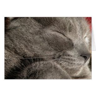 Graue Katzen-Karte