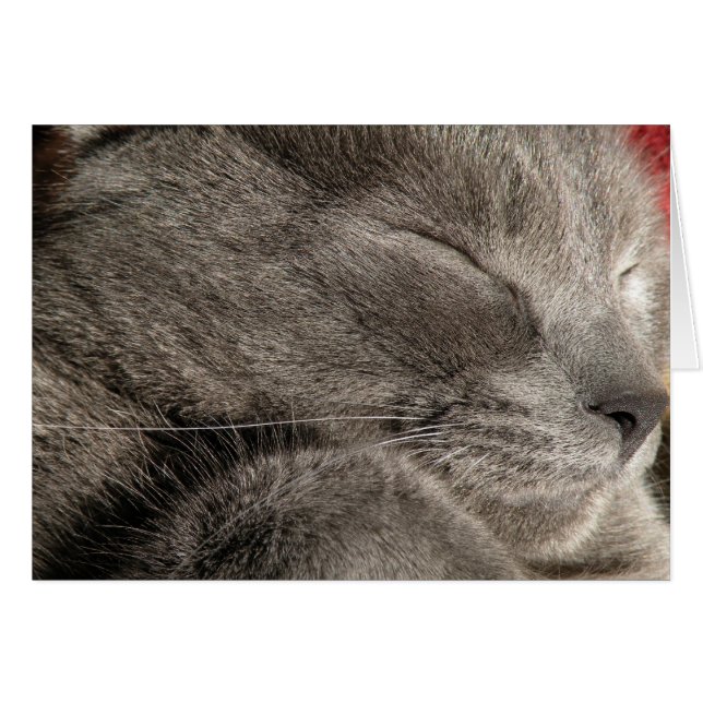 Graue Katzen-Karte (Vorderseite (Horizontal))