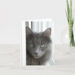 Graue Katzen-Karte Karte