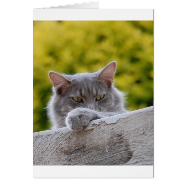 Graue Katzen Paw (Vorne)