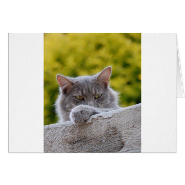 Graue Katzen Paw (Vorderseite (Horizontal))