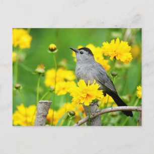 Graue Katzendrossel auf Holzzaun Postkarte