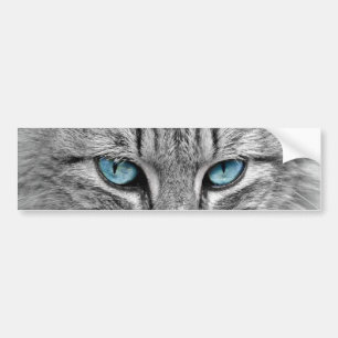 Graue Langhaar Katze Blaue Grüne Augen Haustier Ti Autoaufkleber
