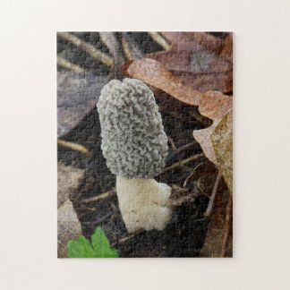 Graue Morchel-Pilz