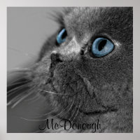 Graue persische Katze mit blauen Augen