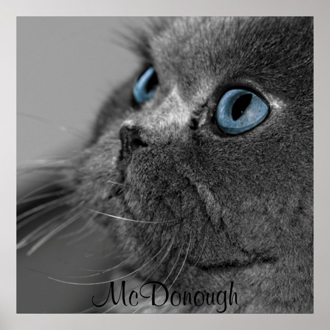 Graue persische Katze mit blauen Augen Poster (Vorne)
