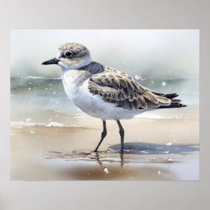 Graue Plover Bird Art Print Poster