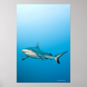 Graue Rifhaifische (Carcharhinus amblyrhnchos) Poster