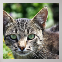 Graue Streifenkatze mit grünen Augen Poster