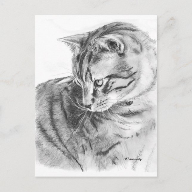 Graue Tabby-Katze, gezeichnet in Kohle Postkarte (Vorderseite)