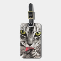 Graue Tabbykatze, die Tatze leckt