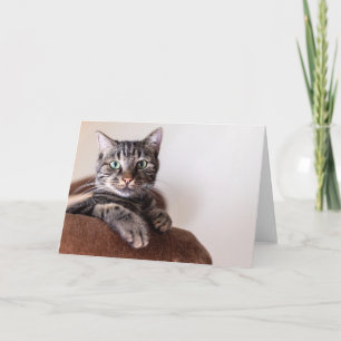 Graue Tabbykatze liegt auf einer Grußkarte Dankeskarte
