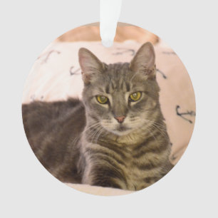 graue Tabbykatzenverzierung Ornament