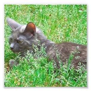 Graue Tortie Katze Fotodruck