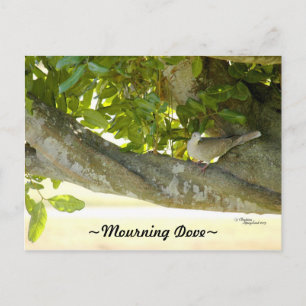 Graue Trauer Dove Vogel Postkarte