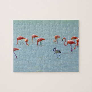 Graue und rosa Flamingomenge im See