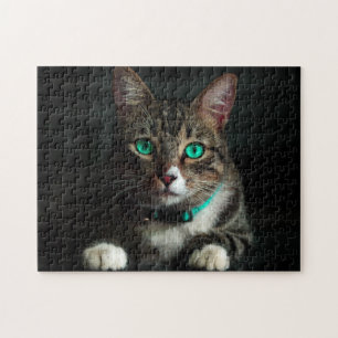Graue und weiße Katze mit blauen Augen und Matchin