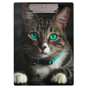 Graue und weiße Katze mit blauen Augen und Matchin Klemmbrett