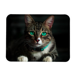 Graue und weiße Katze mit blauen Augen und Matchin Magnet