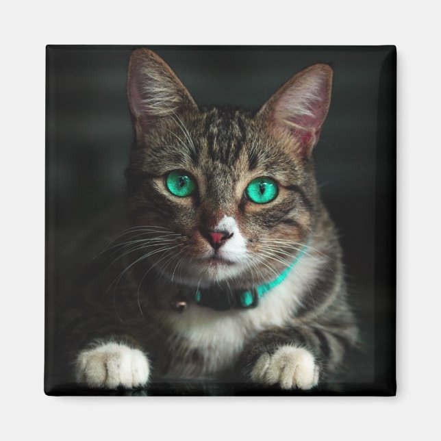 Graue und weiße Katze mit blauen Augen und Matchin Magnet (Vorne)