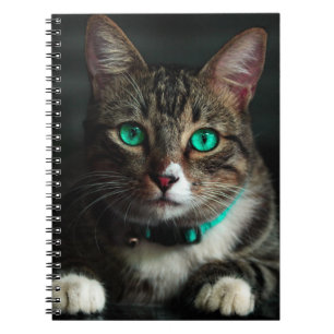 Graue und weiße Katze mit blauen Augen und Matchin Notizblock