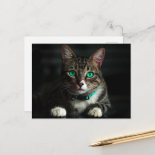 Graue und weiße Katze mit blauen Augen und Matchin Postkarte