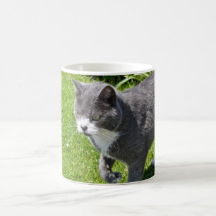 Graue und weiße Katzen-Tasse Kaffeetasse