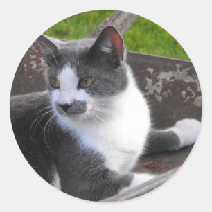 Graue und weiße Katzenaufkleber Runder Aufkleber